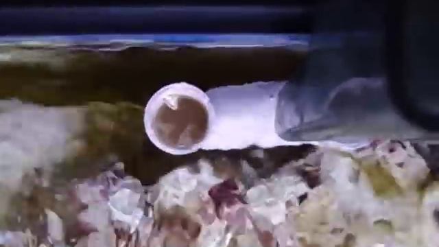 AquaClear 70 Fuge and Skimmer Mod DIY смотреть онлайн