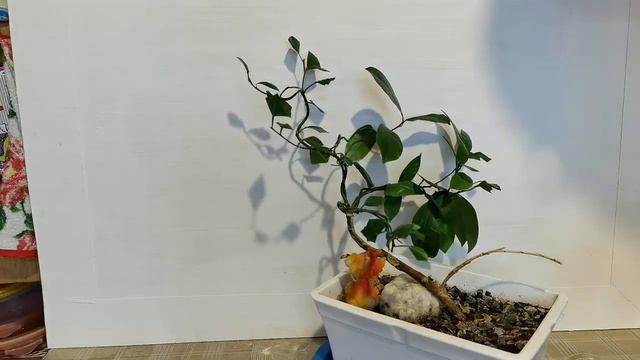 2.Что делать когда ноги в холоде часть 2.