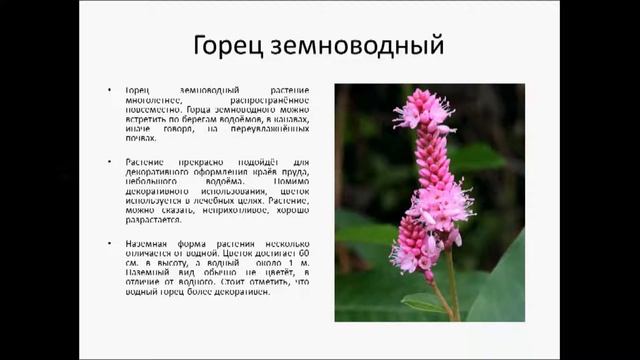 ГОРЕЦ ЗЕМНОВОДНЫЙ смотреть онлайн