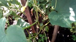 ЗЕЛЁНКА ДЛЯ ОГУРЦОВ ! ЗАВАЛИТ УРОЖАЕМ