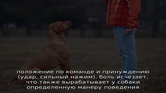 Как дрессировать и обучать собаку смотреть онлайн