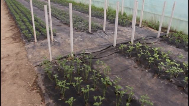 Хризантема.2020. Формирование хризантемы.