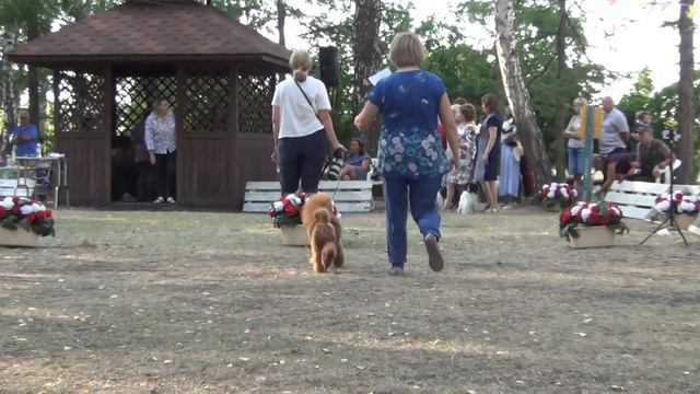 291 Моно пуделей 29.07.2023. Челябинск.PORFIRA IZ MIMOLETNOGO VIDENIJA смотреть онлайн