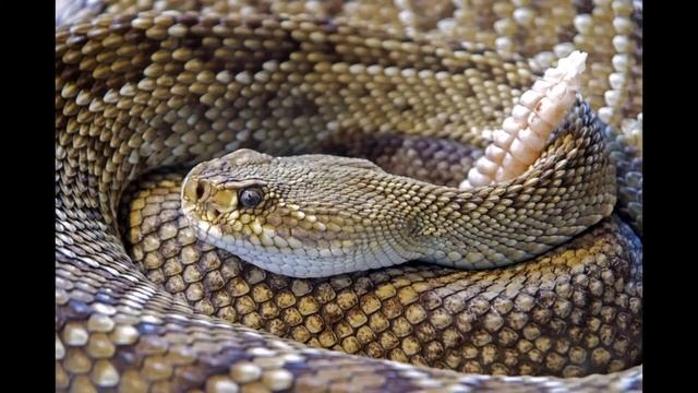 Snakes - Cobra - Python смотреть онлайн