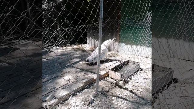 Необычная птица. Белый павлин. смотреть онлайн