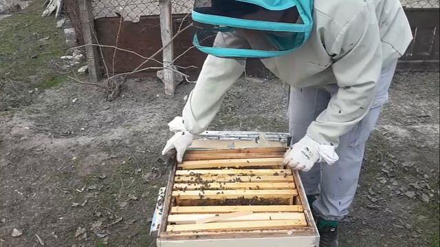 первые весенние работы на пасеке, весеннее развитие семей смотреть онлайн