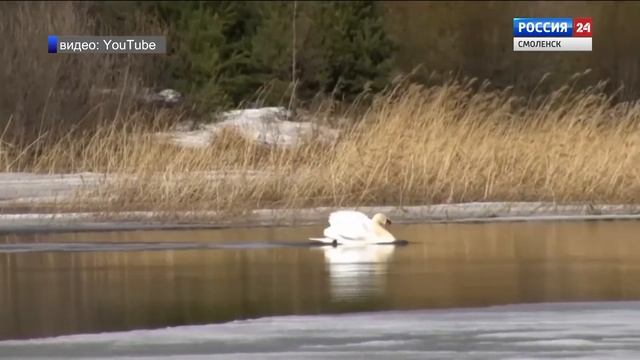 Перелетные лебеди задержались на Смоленщине смотреть онлайн