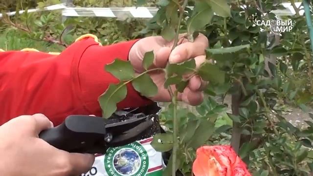 Надо ли обрезать бутоны роз осенью. Сайт "Садовый мир" смотреть онлайн