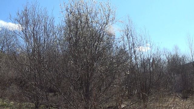 Свиристели в мае на угорах 2 мая 2022. смотреть онлайн