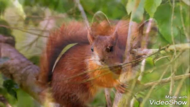 Животные Тайги смотреть онлайн