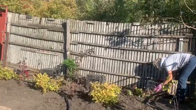 Перепланировка цветника. 26.09.2023 г. смотреть онлайн