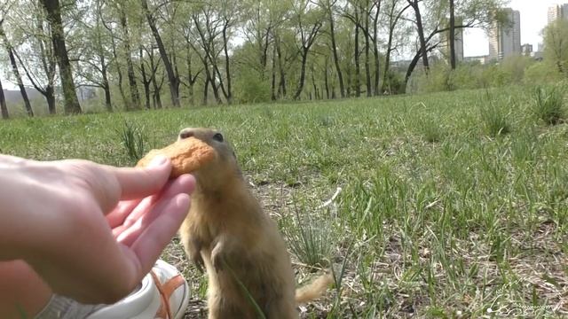 Суслики смотреть онлайн