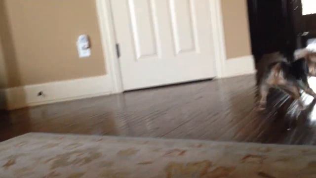 Little Capri Meisamy 06-12-2005 to 03-22-2022 смотреть онлайн