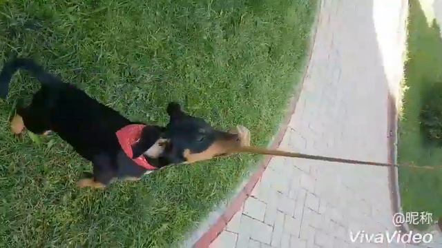 Doberman Training смотреть онлайн