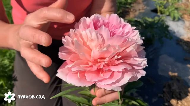 Rose heart peony. Роуз харт пион. Продолжение цветения. Пулков сад смотреть онлайн