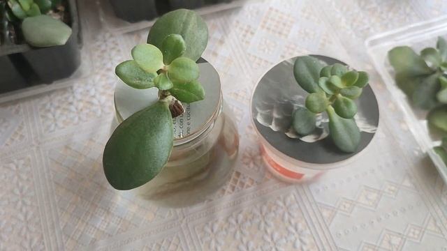 20.03.2023. Денежное Дерево. Толстянка. Крассула. Содержание в воде. Спустя 9 месяцев. смотреть онлайн