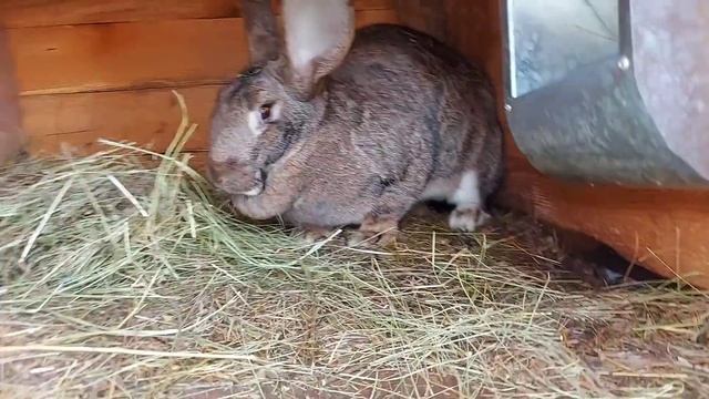 сколько крольчат у крольчих? смотреть онлайн