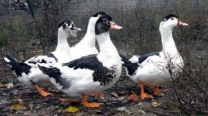 Выращивание уток Мулардов как бизнес идея | Утки породы Мулард