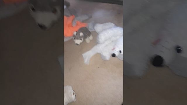 skibidi Вовчик 1 серія смотреть онлайн