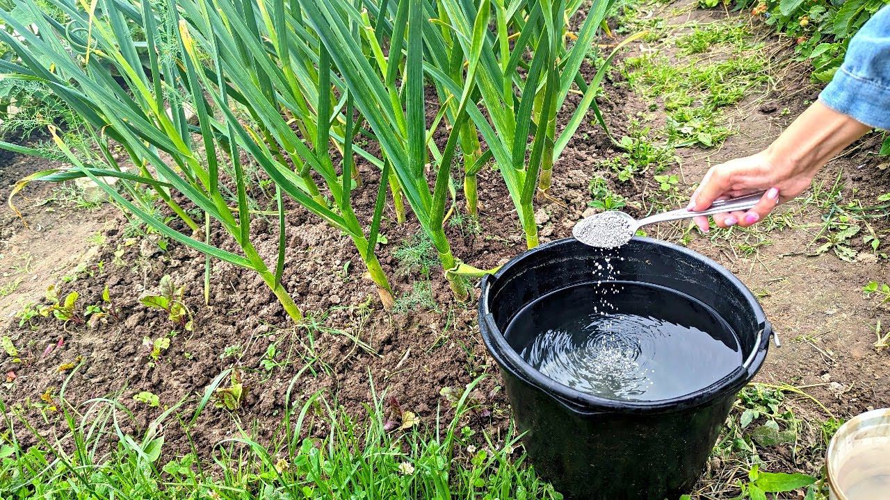 Чеснок рвет грядку от размеров. Подкормите этим после удаления стрелок в июне-июле. смотреть онлайн