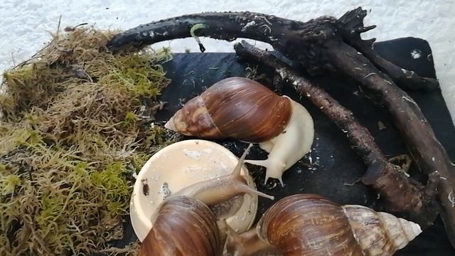 Чем можно кормить улиток ахатин смотреть онлайн