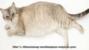 Глисты у кошек