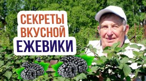 Посадка и уход за ежевикой садовой. Как увеличить урожай ежевики?
