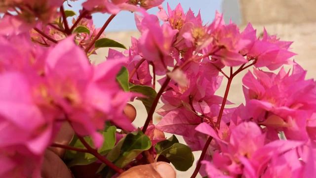 276 - How to grow & care Pansy/Coreopsis/ पैंज़ी को लगाने की पुरी जानकारी पाएँ/Coreopsis को लगाएं смотреть онлайн