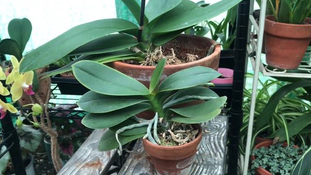 The DONT’S 🚫 Part 2. Phalaenopsis Orchid Care For Beginners. смотреть онлайн