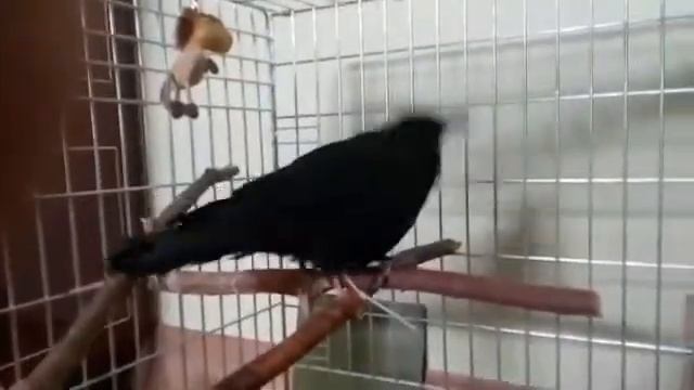 Ручной грач творит бесчинства! смотреть онлайн