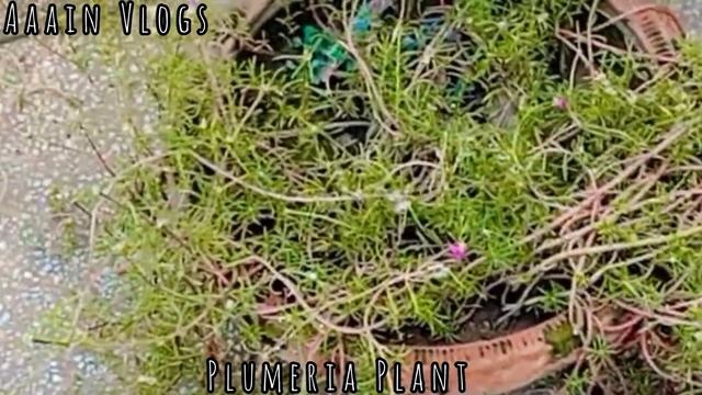 how To Grow Plumeria plant with Cutting with Update смотреть онлайн