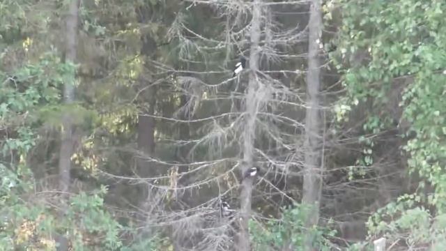 Птенцы сороки смотреть онлайн
