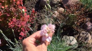 Цветник непрерывного цветения