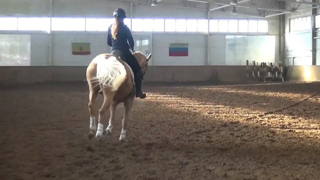 АХАЛТЕКИНСКИЙ ЖЕРЕБЕЦ ГЮЛЬДУЗ-ШАХ `2018 смотреть онлайн