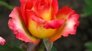 Роза Утопия (Utopia).