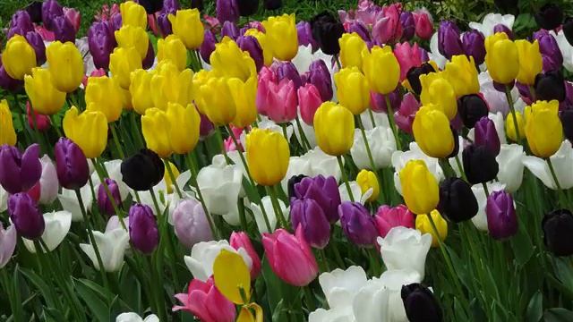 Тема любви - Олег Копенков смотреть онлайн