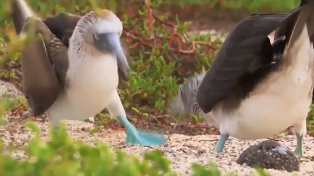 Уникальная птица с синими ногами голубоногий олуша смотреть онлайн