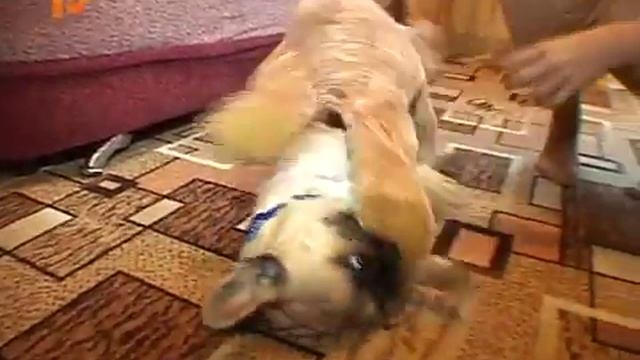 Мадагаскарские тараканы. Содержание смотреть онлайн