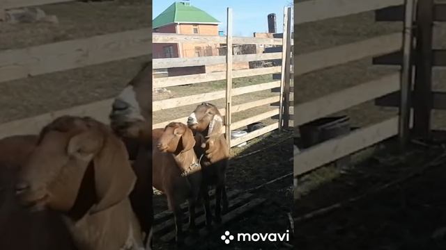 30.01.2021г.наше фермерское хозяйство. Часть. 2.козочки смотреть онлайн