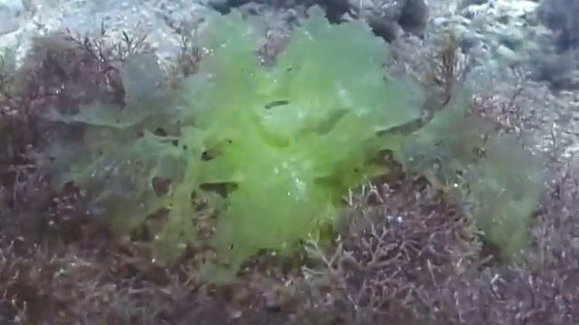 © Водоросли Чёрного моря. Ульва (Ulva lactuca) - 03 // Algae Black Sea. смотреть онлайн