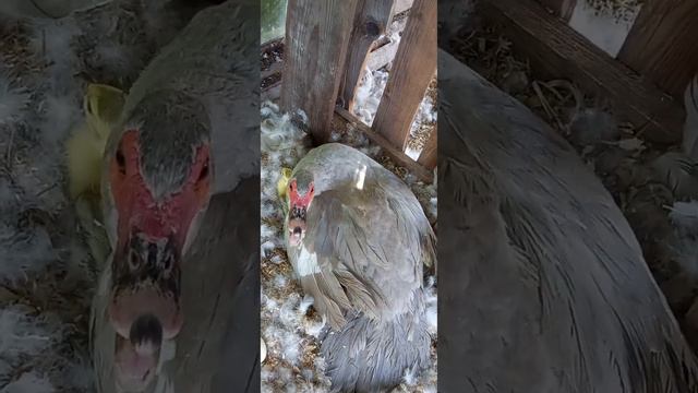 Мускусы Лаванда Германия.ВЫВОД УТЯТ ЛАВАНДЯТ🤗 смотреть онлайн
