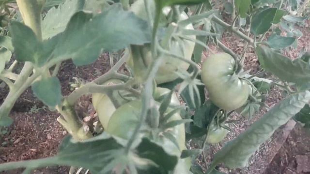 У нас на Урале спеют томаты! Это лето жаркое,думаю будет хороший урожай!?? смотреть онлайн