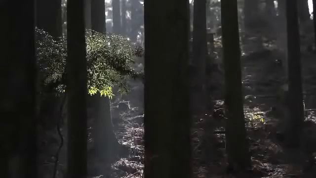 Самый длинный инструмент в мире. Реклама мобильного телефона смотреть онлайн