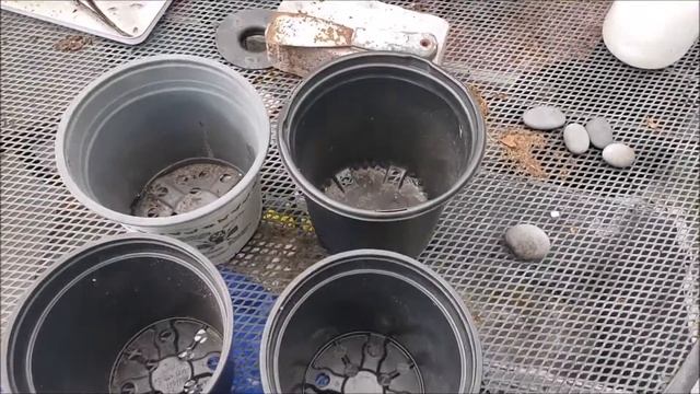 Cacao, Liberica Coffee, Roselle, and Cranberry Hibiscus смотреть онлайн