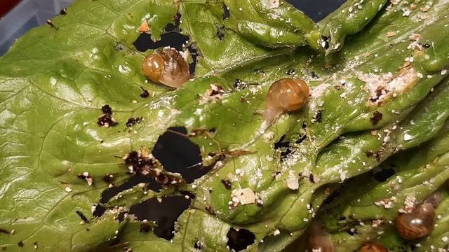 Улитята только вылупились! смотреть онлайн