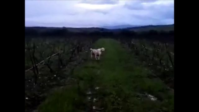 Papas Spinone Italiano di 12 mesi su beccaccini смотреть онлайн