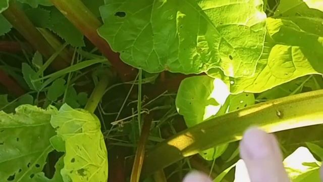 Рассказываю, как растёт ревень .Что можно из него приготовить и как его хранить зимой. смотреть онлайн