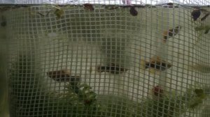 22.04 результат скрещивания пецилии и меченосцев.