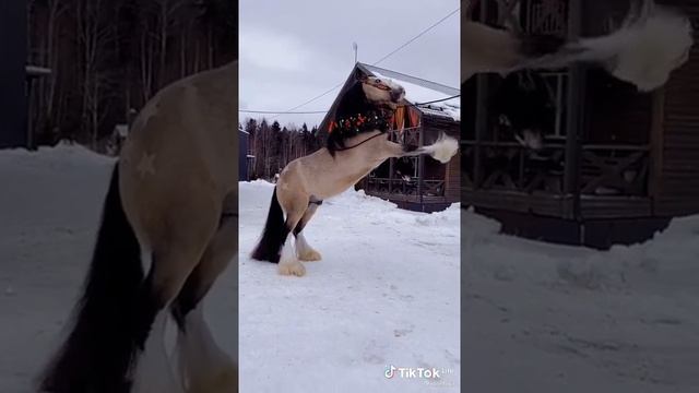 тинкер) пишите ещё породы лошадей)) #лошади #породы смотреть онлайн