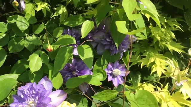 Clematis Blue Explosion | My English Rose garden смотреть онлайн